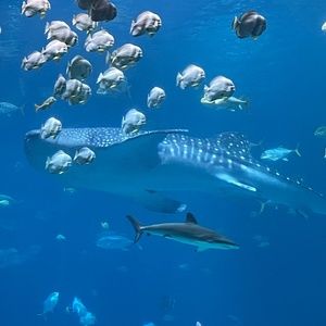 Meet your Posher, Lilygrace